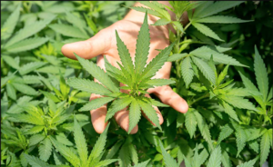 Himachal Sets Up Committee To Study Legalisation Of Cannabis Cultivation